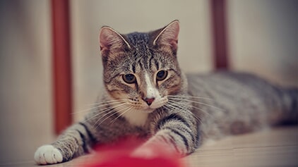 Striped Cat - Animal Hospital in Manassas, VA